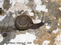 Chilostoma planospira benedictum